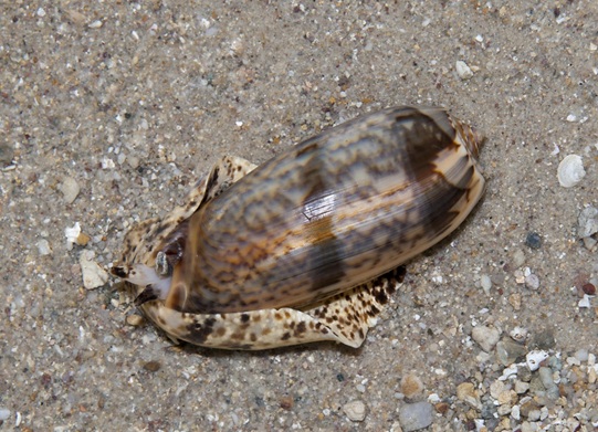 Oliva sp. - Gemeine Olivenschnecke