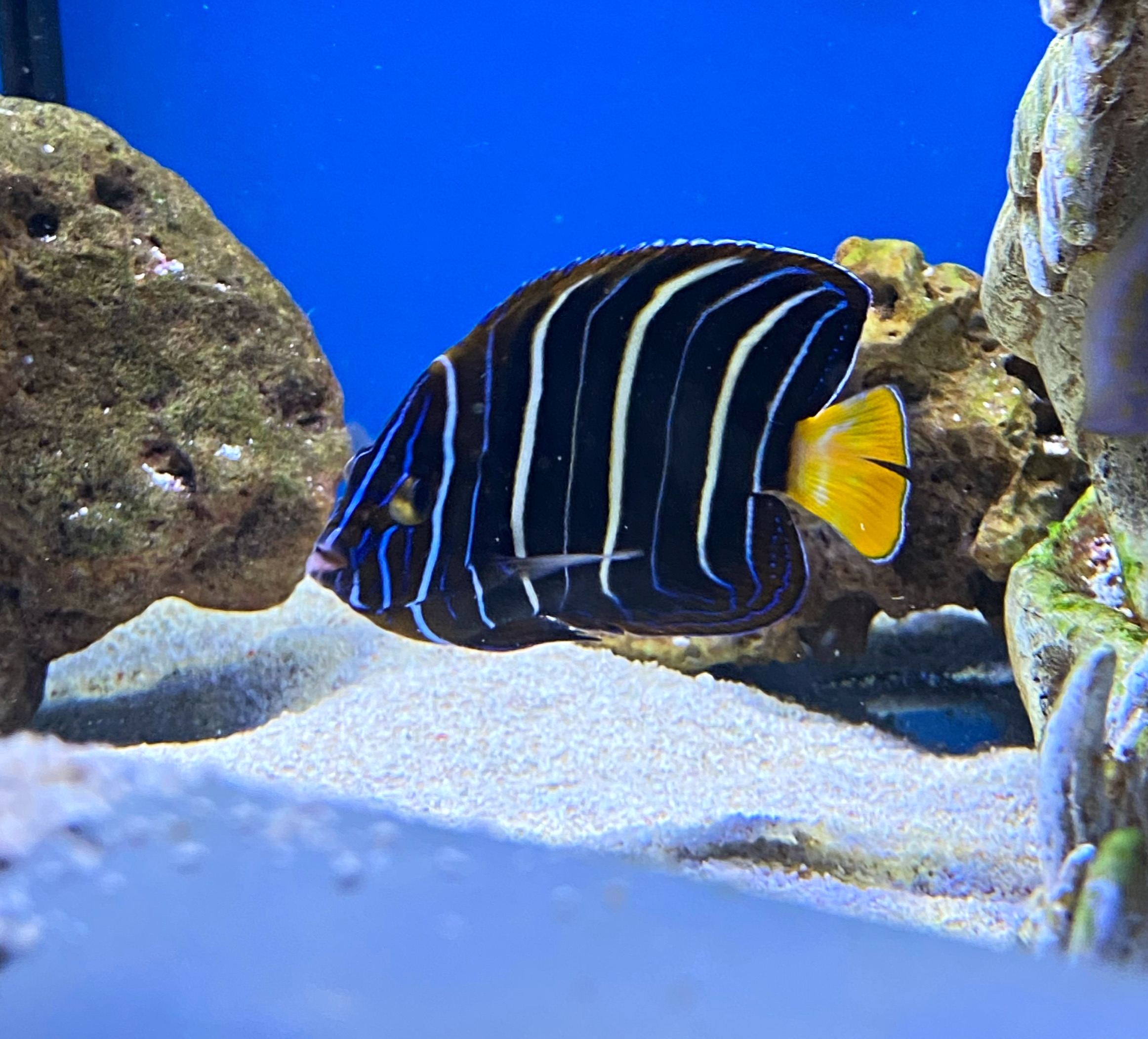  Pomacanthus Chrysurus Ostafrika-Kaiserfisch