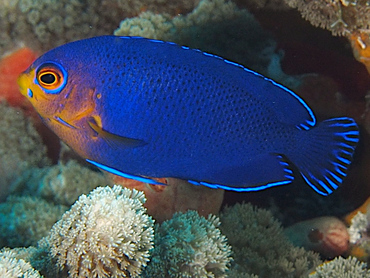 Centropyge argi Blauer Zwergkaiserfisch