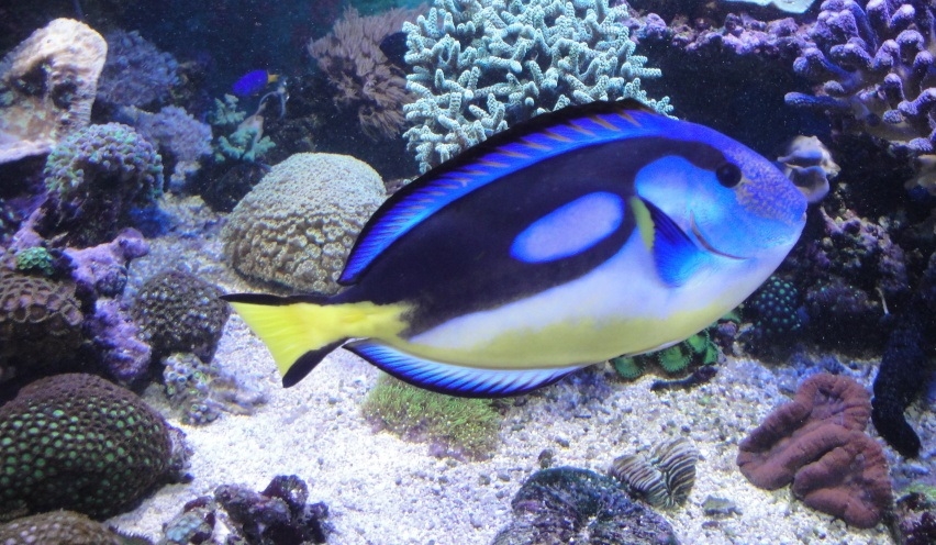 Paracanthurus hepatus Paletten-Doktorfisch-S