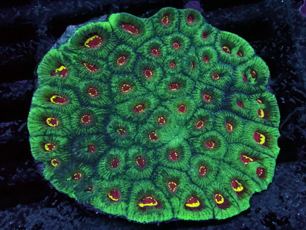 Favia spec. Hirnkoralle - Dragon Soul Special  - WYSIWYG98