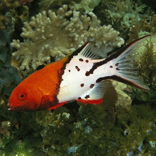 Bodianus anthioides Schweinslippfisch