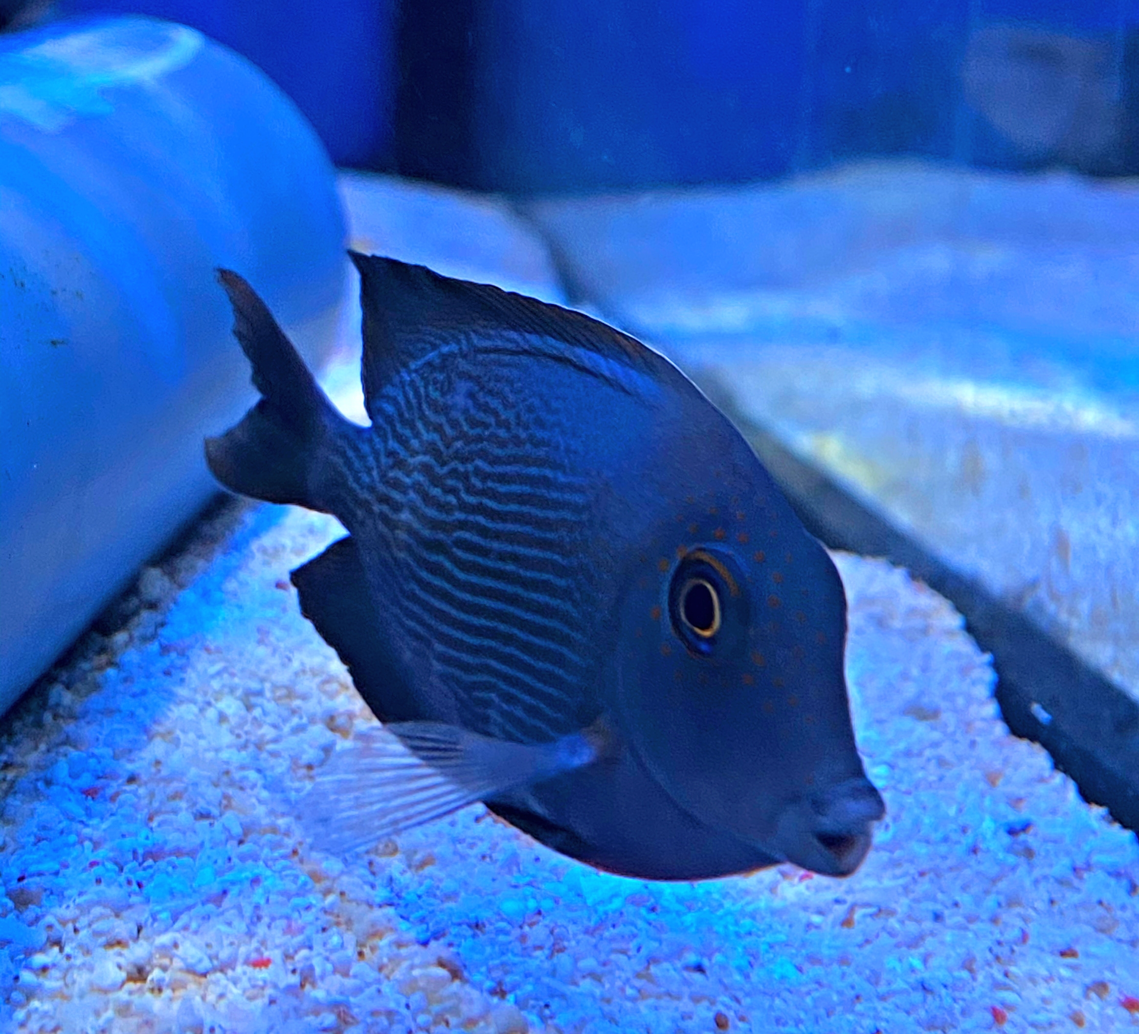 Acanthurus nigrofuscus Brauner Doktorfisch-M
