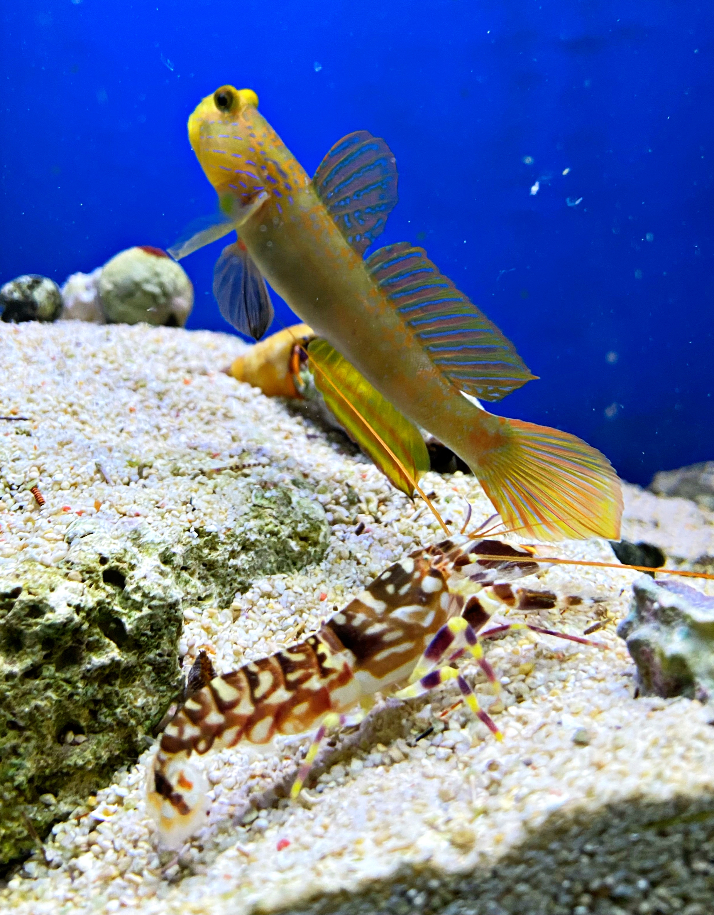  Cryptocentrus cyanotaenia Wächtergrundel mit Partnerkrebs Alpheus bellulus