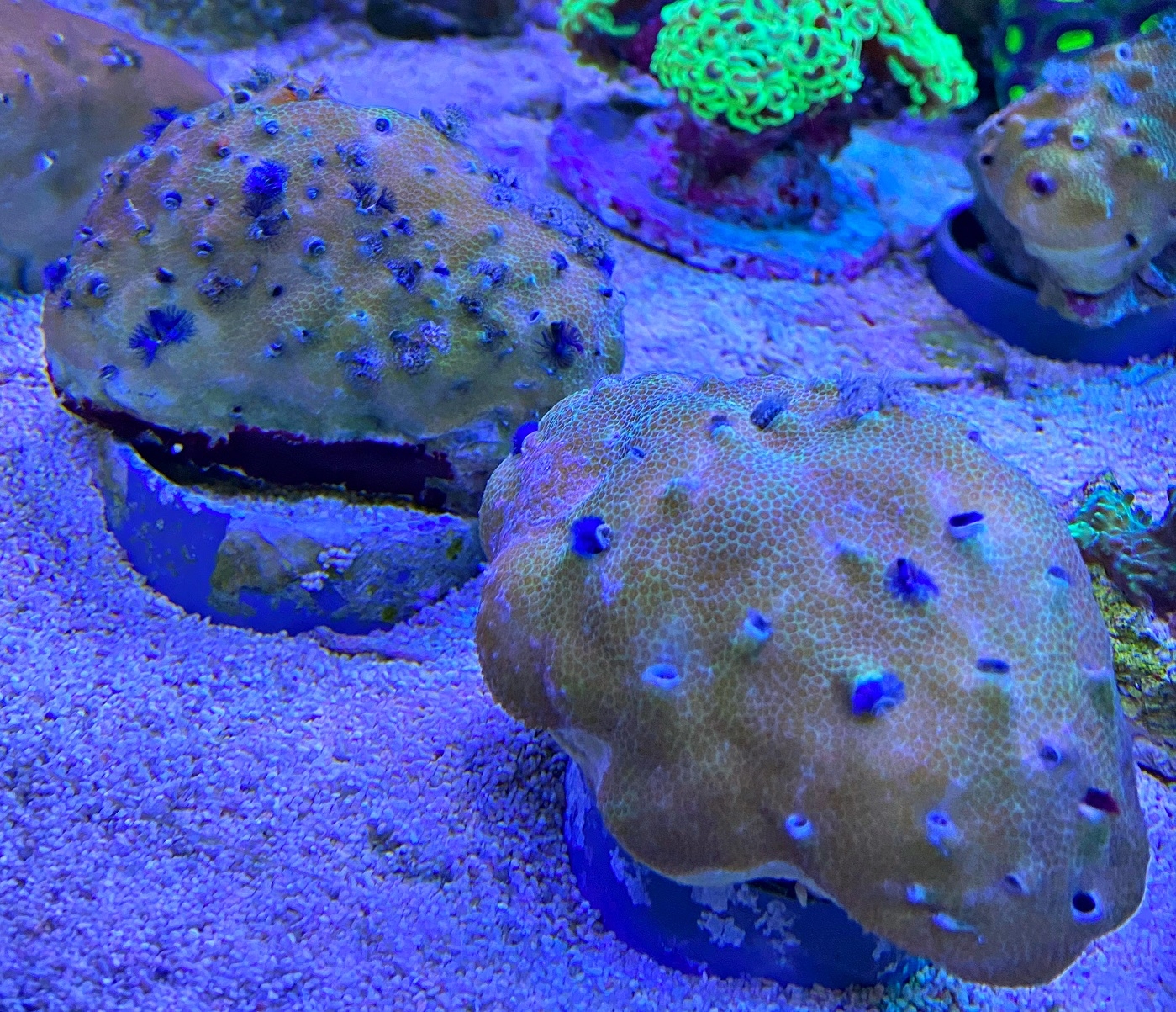 Porites lobata - Multicolor  - S