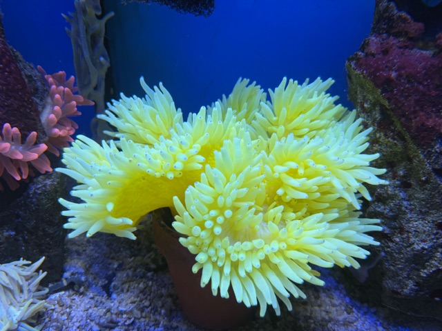 Heteractis crispa Lederanemone - White-yellow Tip WYSIWYG - Gr. M 