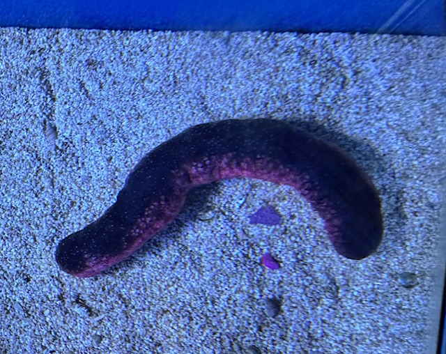 Rosafarbene Seewalze Holothuria edulis