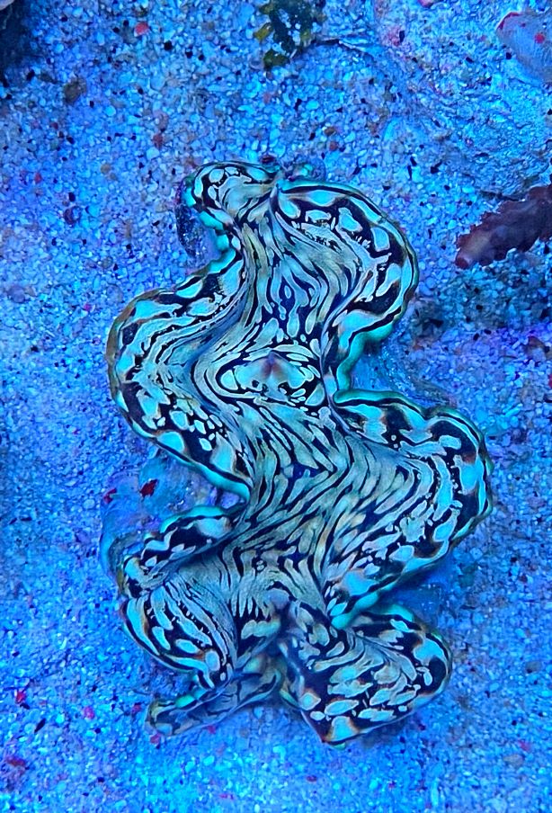 Tridacna squamosa - Riesenmuschel WYSIWYG 401