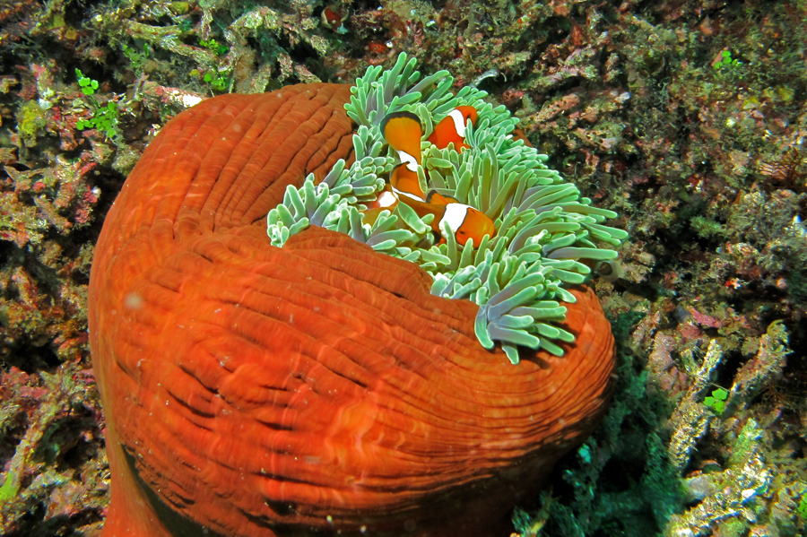 Anemonenfisch Amphiprion Ocellaris - Wildfang  L