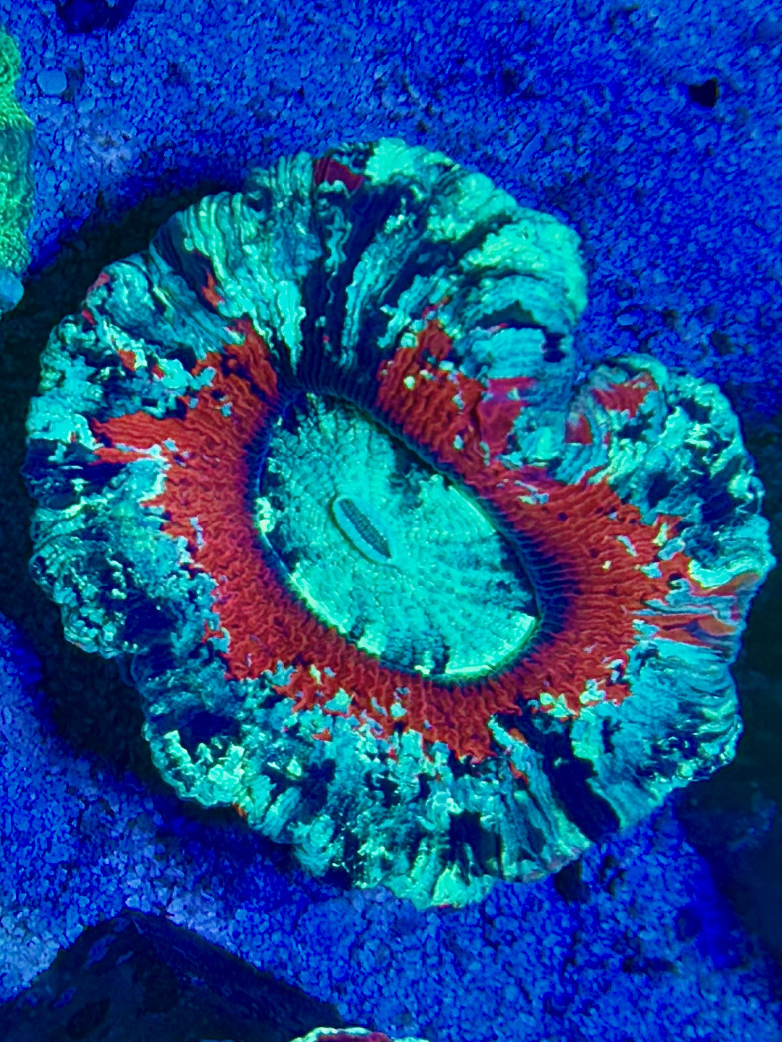 Trachyphyllia geoffroyi - Wulstkoralle - Twin Star - Double Color - WYSIWYG 127d 