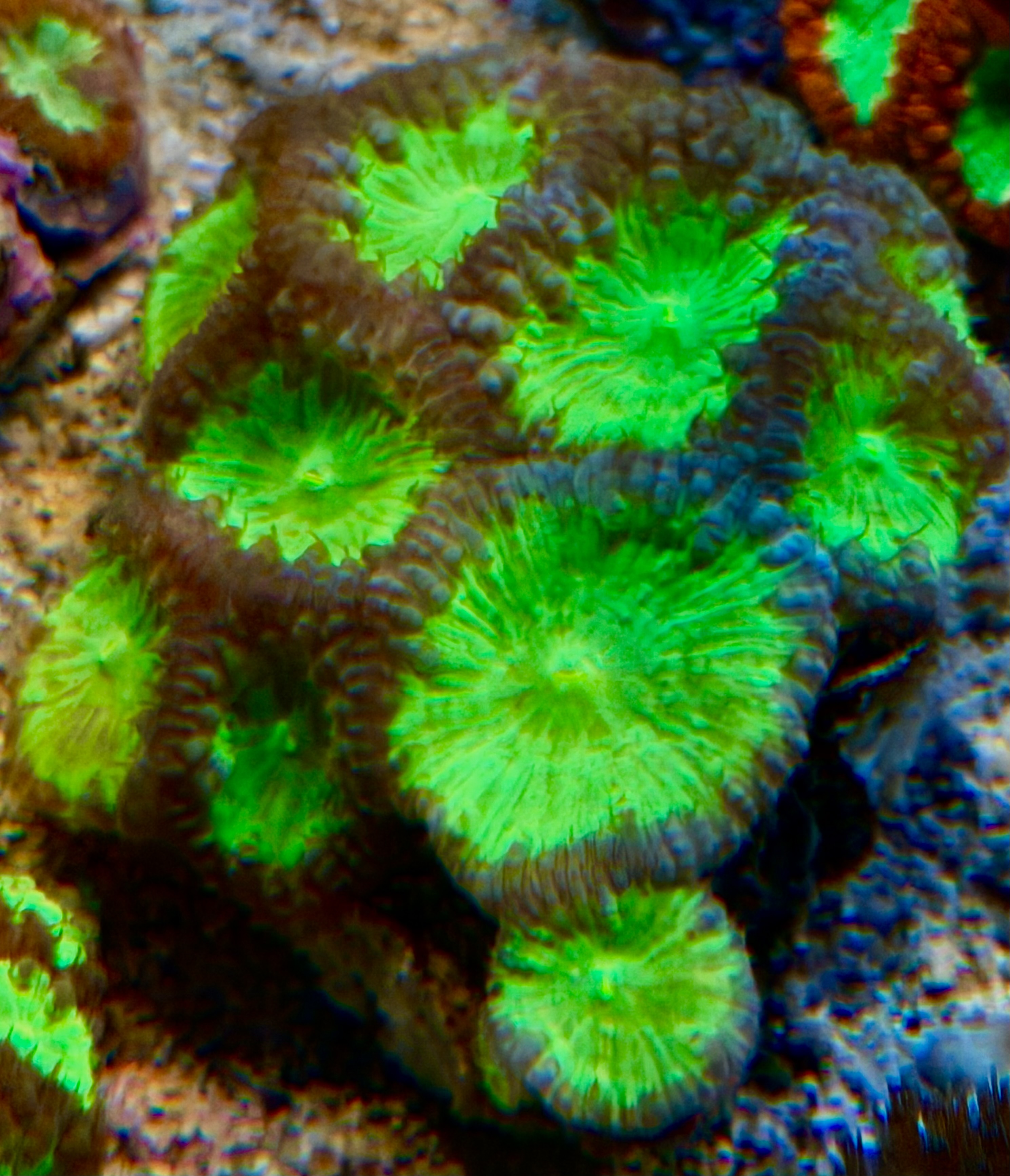 Blastomussa wellsi  Großpolypige Steinkoralle Ultra Red Green Color WYSIWYG 06