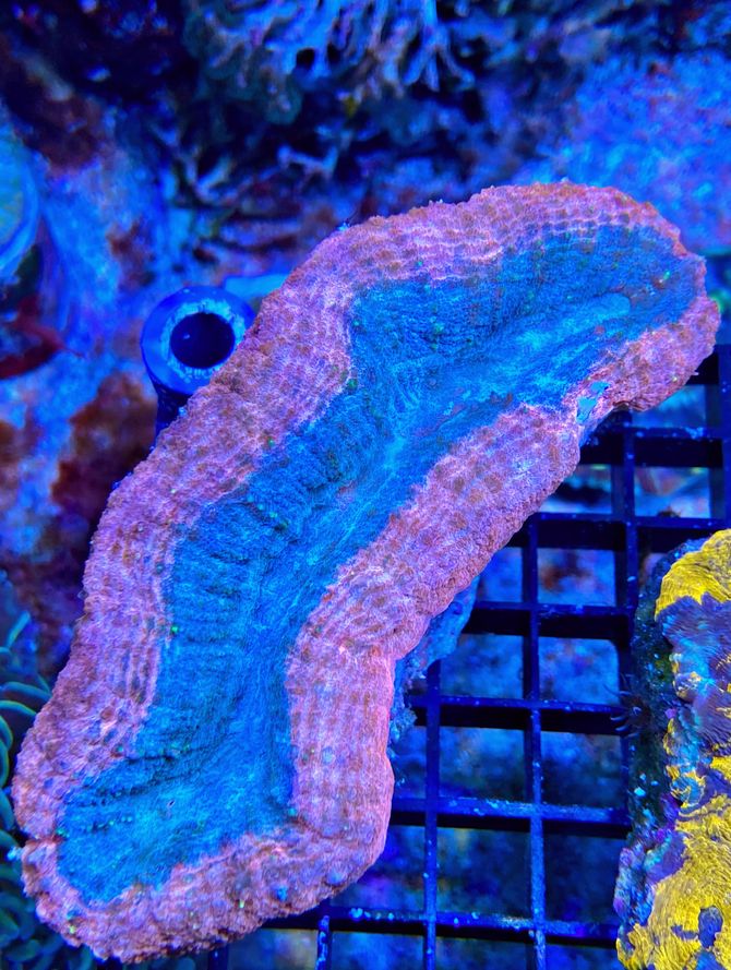 Lobophyllia hemprichii -  Doldenkoralle - Bicolor Lobo - WYSIWYG 116