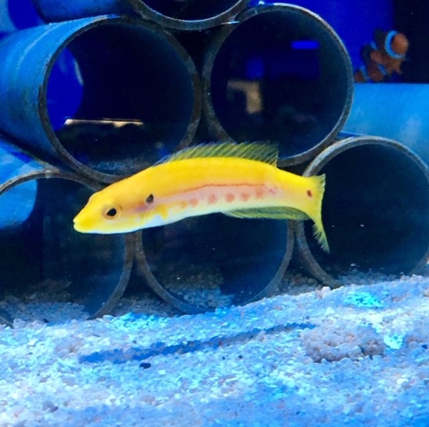 Bodianus bimaculatus - Zweipunkt-Lippfisch