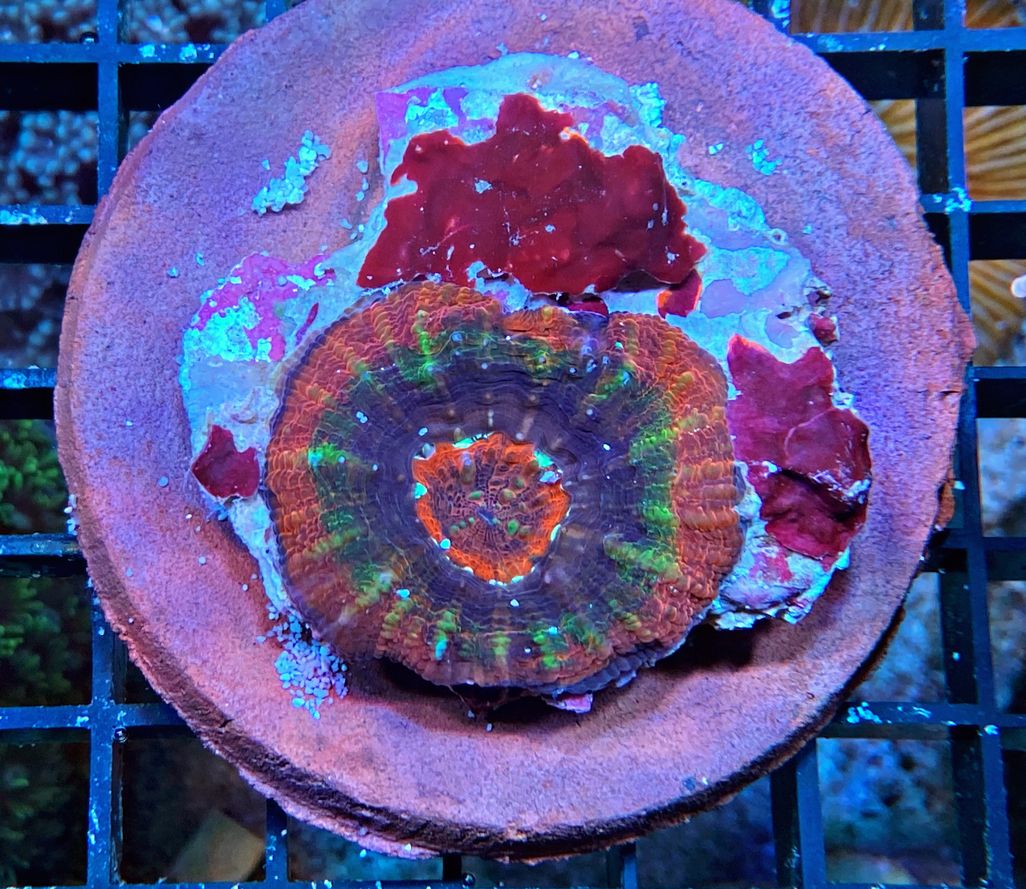 Acanthastrea maxima Steinkoralle