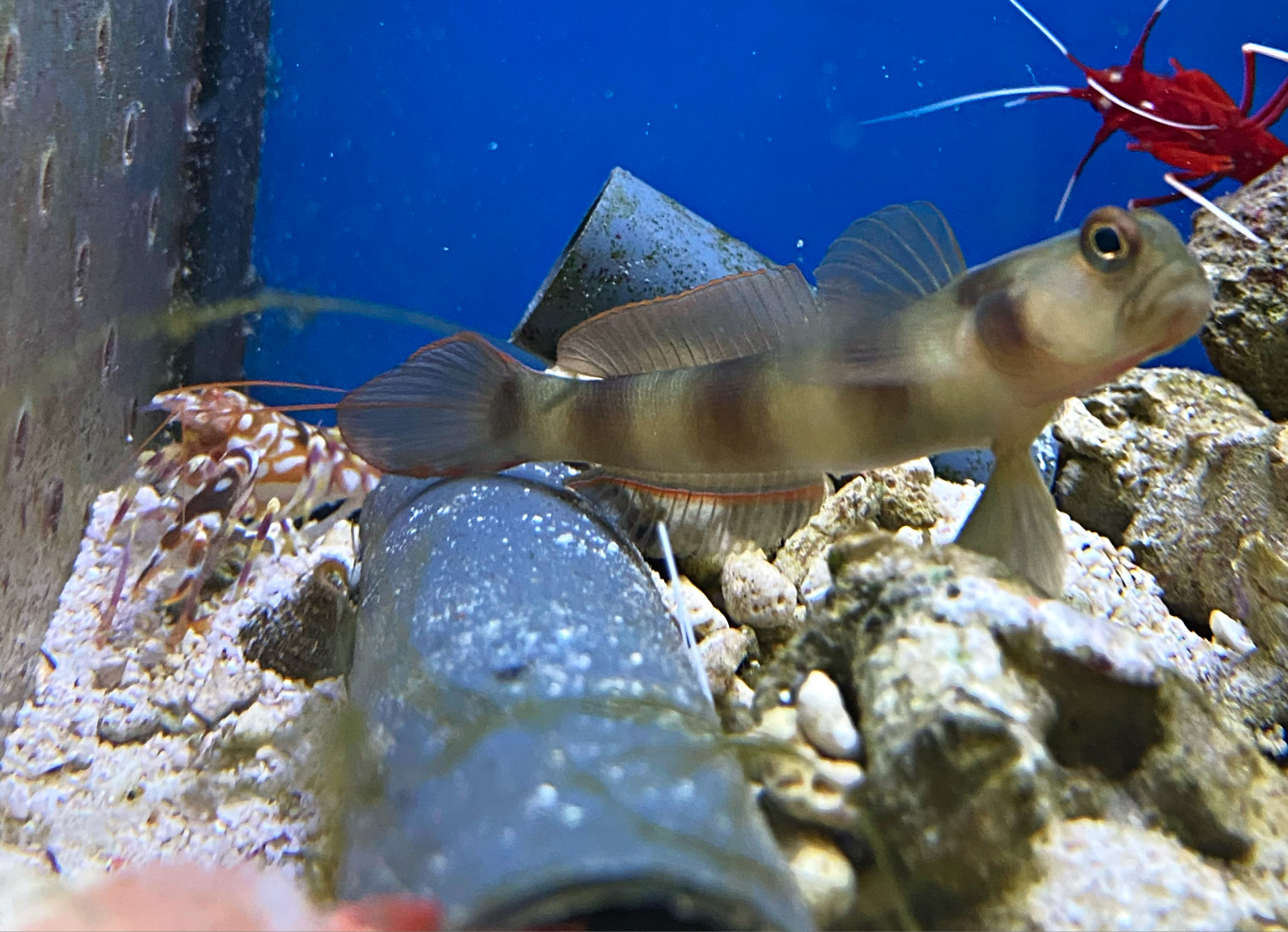 Masken Symbiose Grundel mit Parnerkrebs Alpheus bellulus