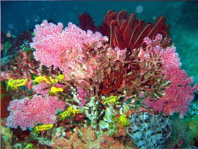 Colochirus robustus - Gelbe Seewalze