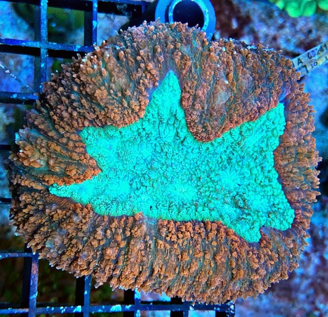Symphyllia spec. Steinkorallen - Pink x Green Center - WYSIWYG 187