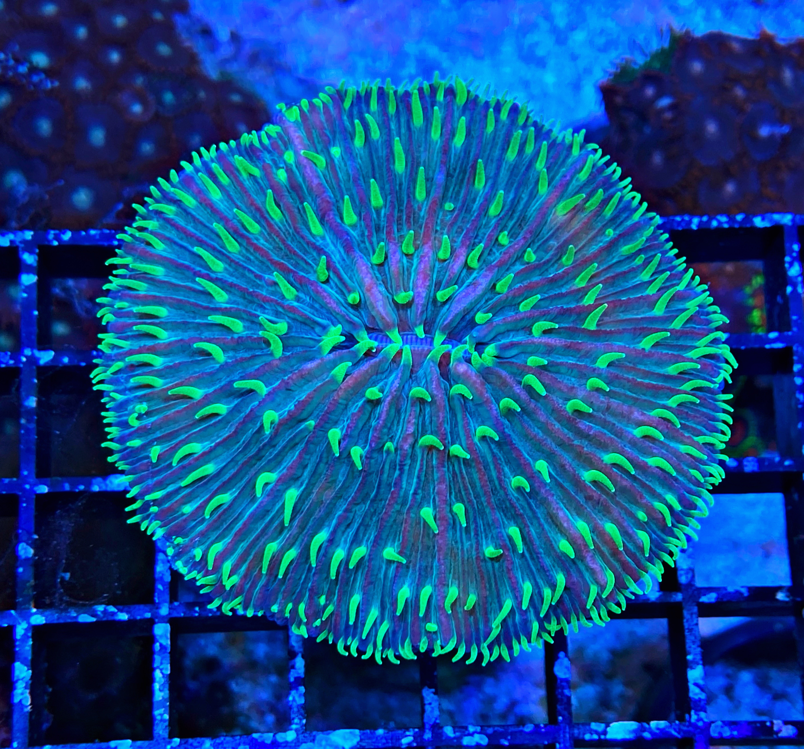 Fungia repanda - Plattenkoralle - Ultra Green Tentacle   - WYSIWYG3