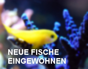 meerwasseraquarium-fische-eingewoehnen