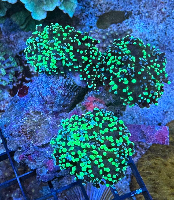 Euphyllia paradivisa Special Color - Mix Color Polyp - WYSIWYG