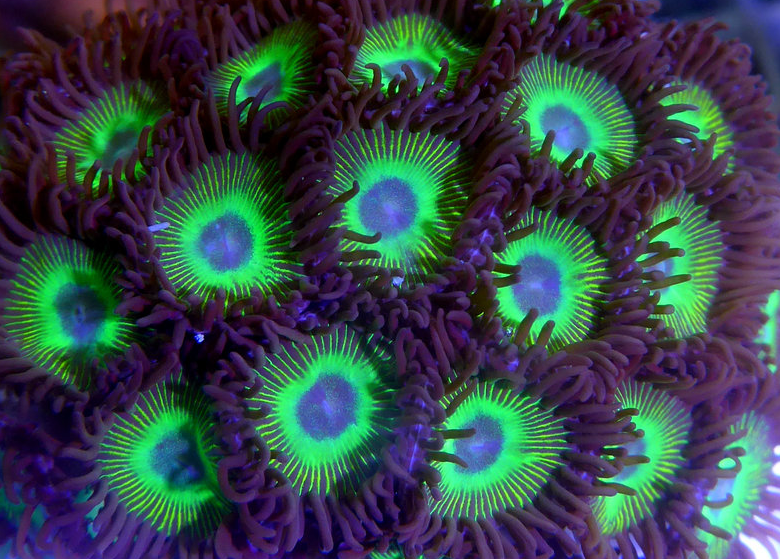 Zoanthus-sp. "Mean green" Krustenanemonen