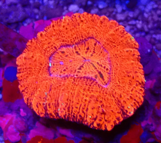 Acanthastrea bowerbanki - WYSIWYG AC1 - Ultra Color