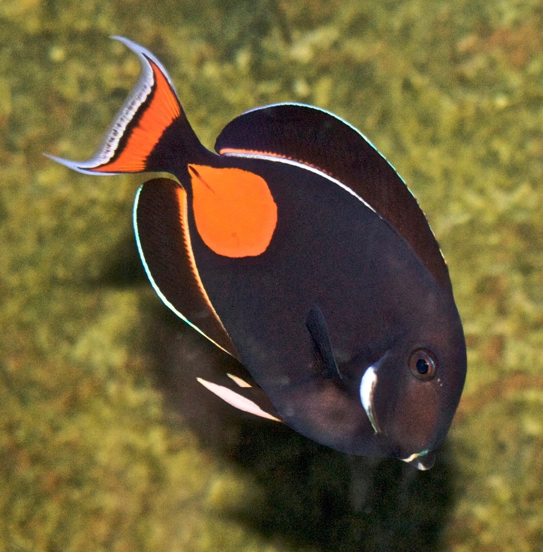 Achilles Doktorfisch - Acanthurus Achilles