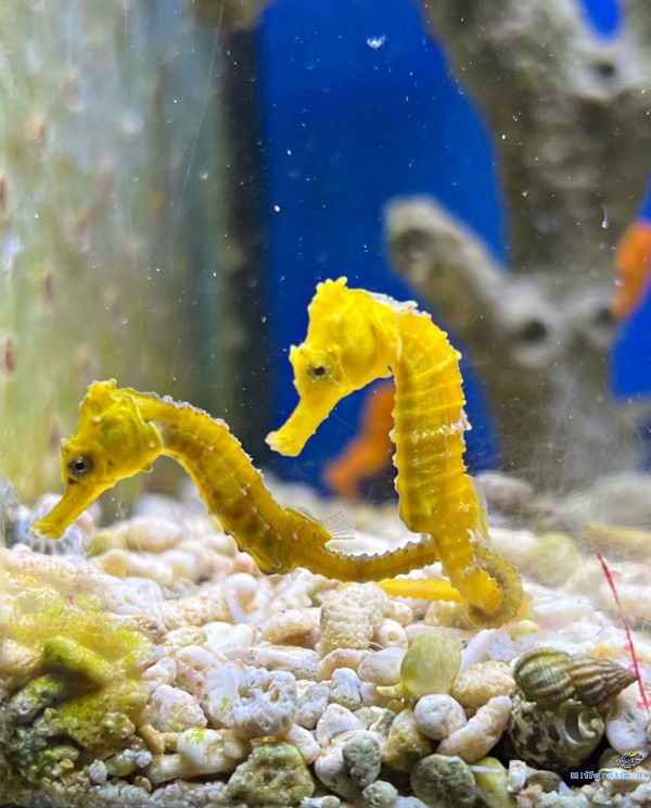 Hippocampus kuda: Langschnäuziges Seepferdchen Farbe gelblich - Paar