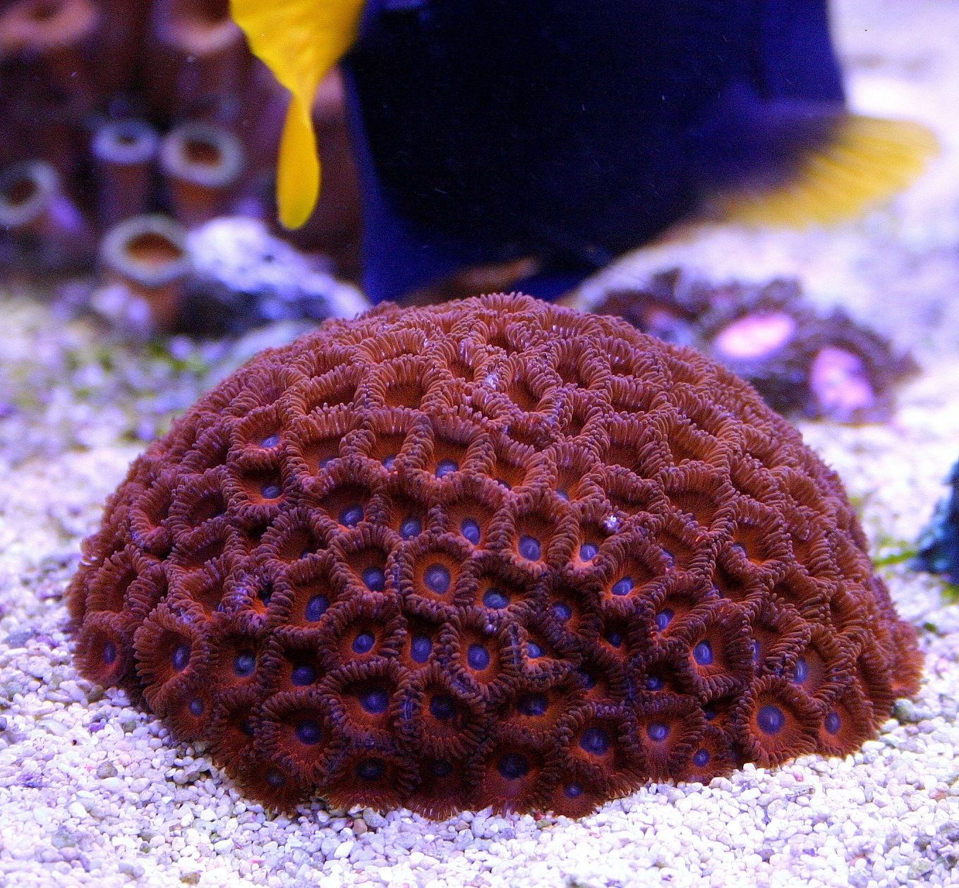 Zoanthus Red Sunshine Krustenanemone  