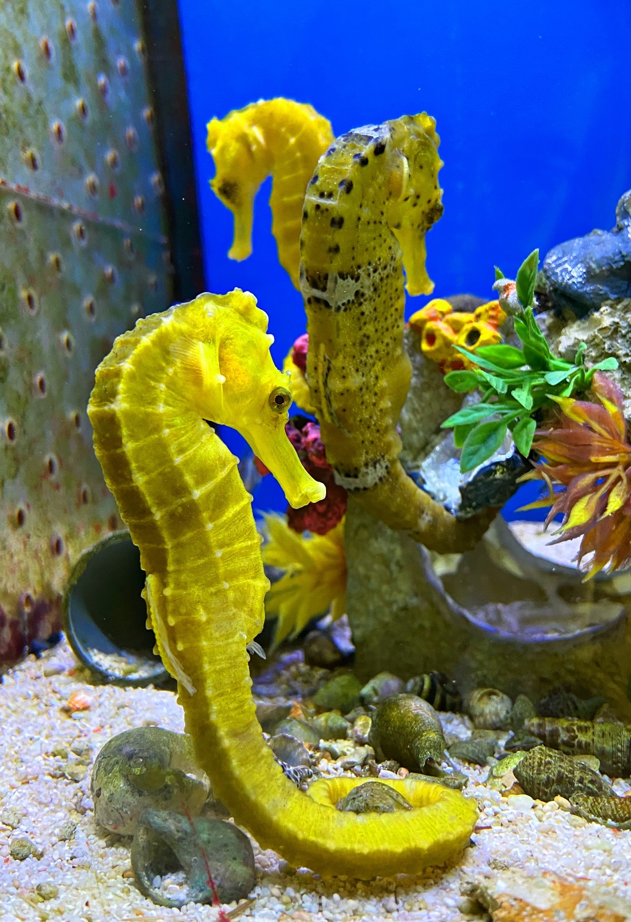 Hippocampus kuda - Langschnäuziges Seepferdchen Color gelb -  L - Paar