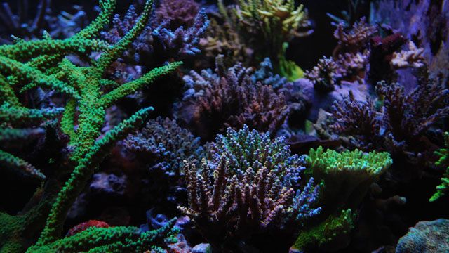 Unsere Top Auswahlmöglichkeiten - Entdecken Sie bei uns die Steine für aquarium kaufen entsprechend Ihrer Wünsche